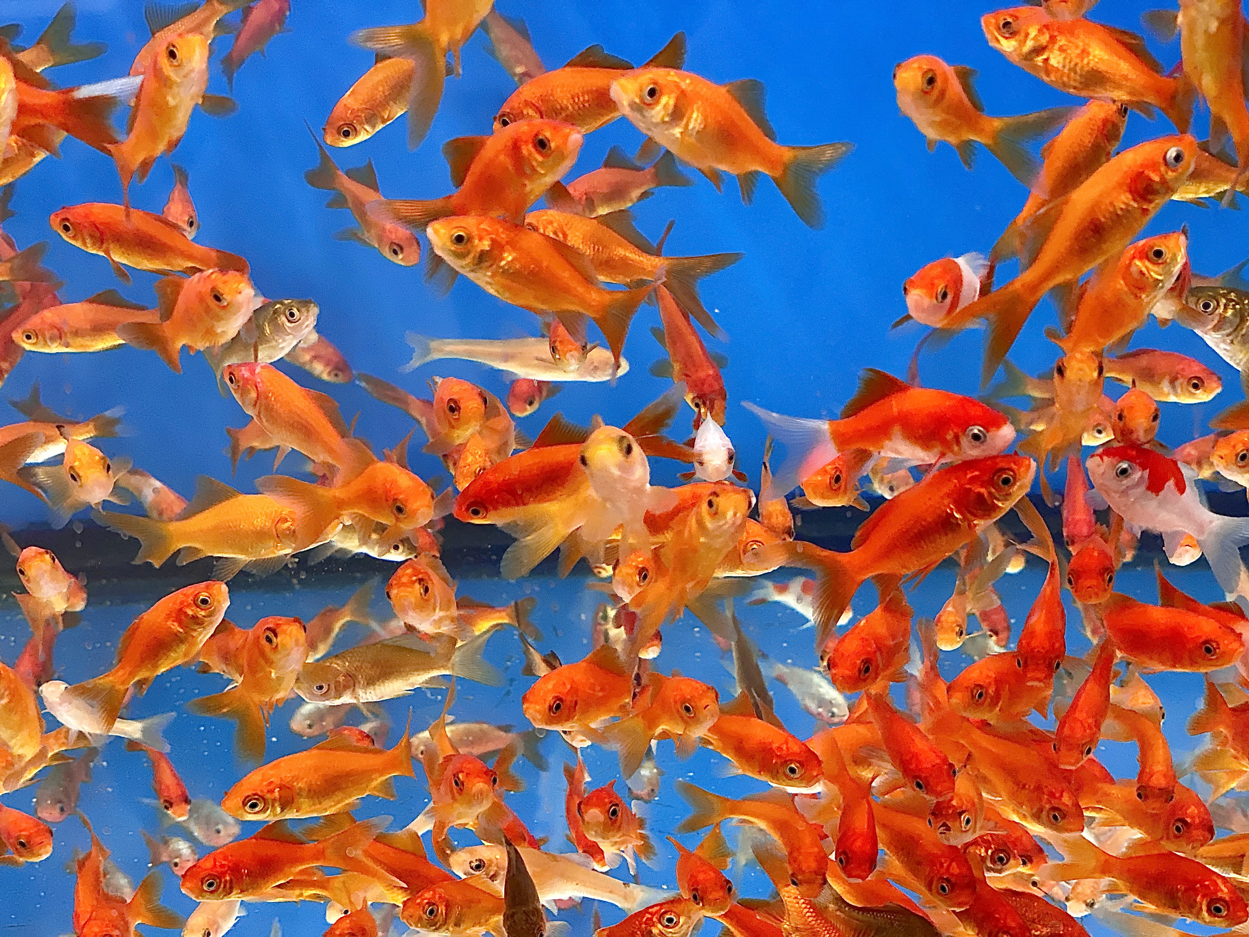 Goldfish